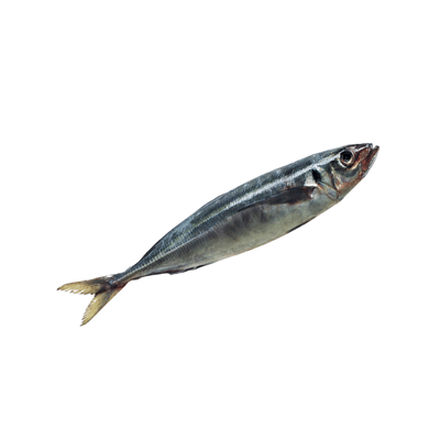 Jack Mackerel (1kg)